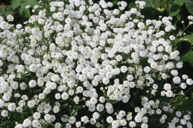 Brent & Becky's Bulbs Achillea Peter Cottontail Perennial Plant