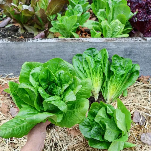Pinetree Garden Seeds Little Gem Lettuce Seeds 300 Seeds Romaine