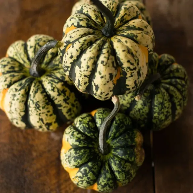 Pinetree Garden Seeds Carnival F1 Winter Squash Seeds 15 Seeds Acorn