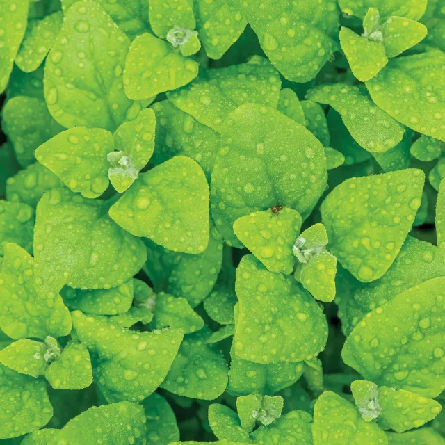 Burpee New Zealand Spinach Seeds 100 Seeds Perennial
