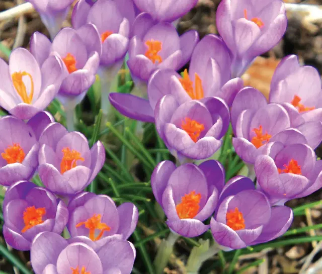 Brent & Becky's Bulbs Barr's Purple crocus bulbs, early blooming