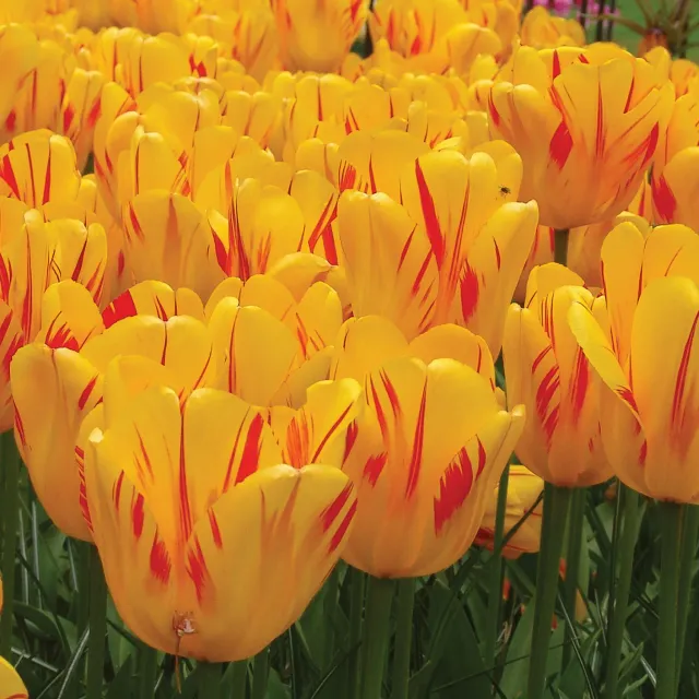 Burpee Olympic Flame Tulip Bulbs 10 Bulbs Darwin