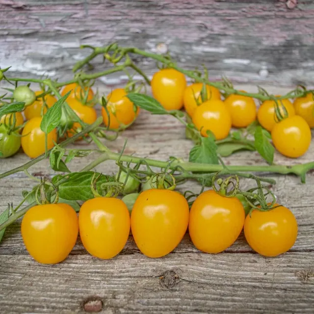 Pinetree Garden Seeds Apple Yellow Tomato F1 Hybrid 62 Days Seeds 10 Seeds