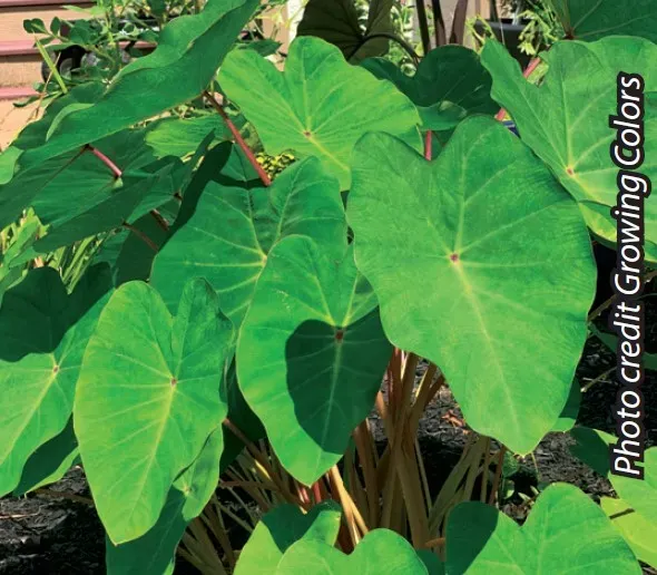 Brent & Becky's Bulbs Colocasia Polargreen™ tropical plant