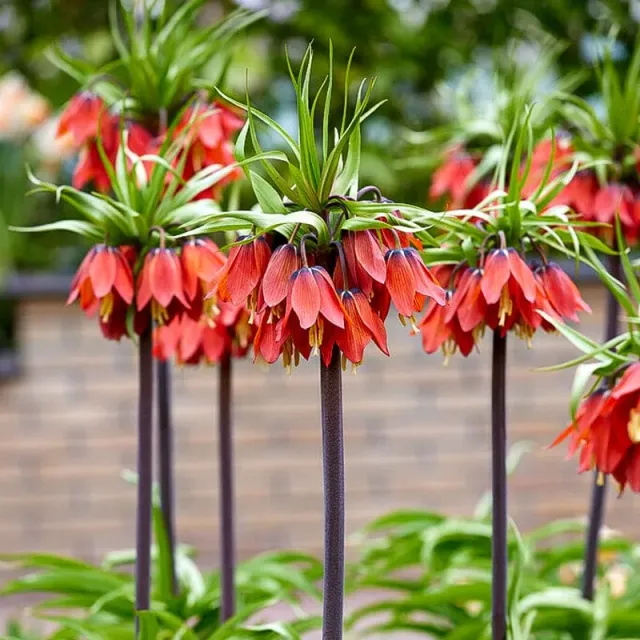 Pinetree Red Crown Imperial Fritillaria Bulbs, 3 Bulbs, Perennial