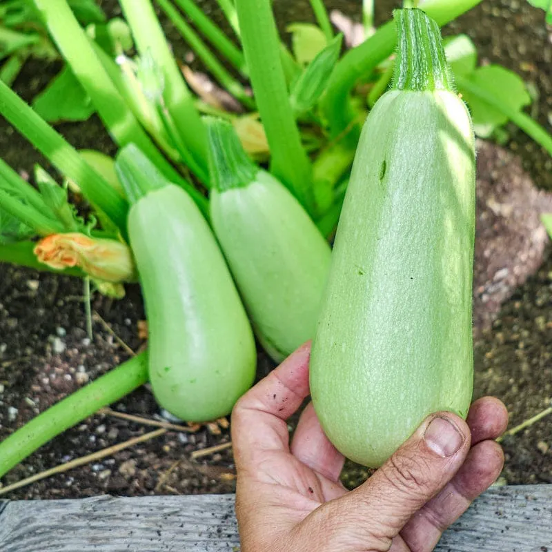 Pinetree Garden Seeds Lebanese White Bush Summer Squash Seeds 20 Pack Heirloom