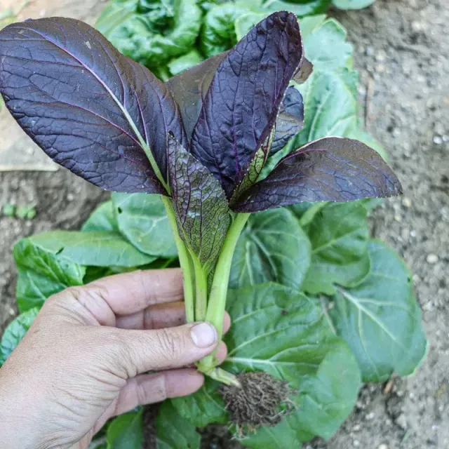 Pinetree Garden Seeds Purple Pak Choi F1 47 Days Seeds 50 Count