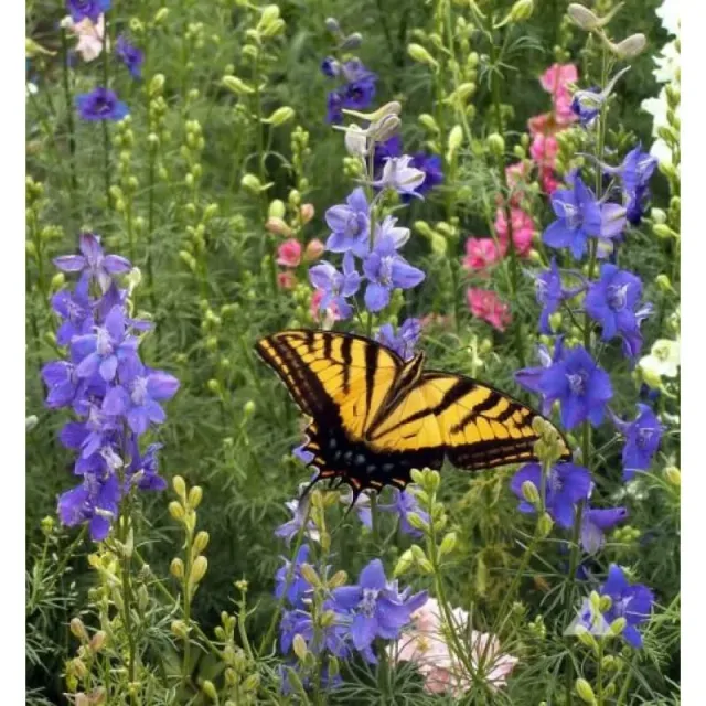Pinetree Garden Seeds Bird and Butterfly Garden Flower Mix Pollinator
