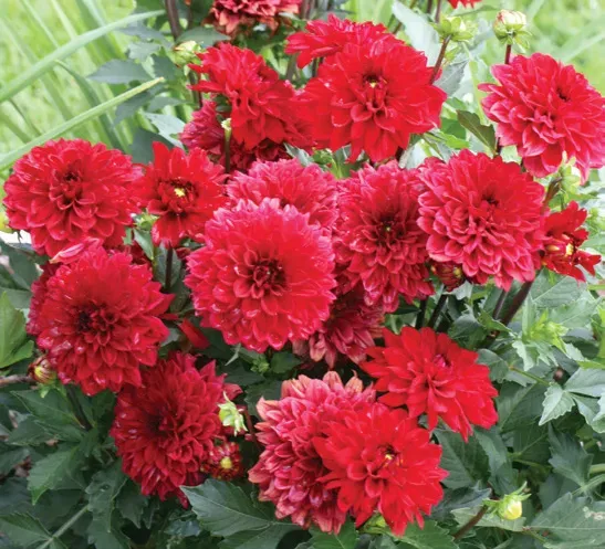 Brent & Becky's Bulbs Gallery Singer Dahlia Tubers Compact