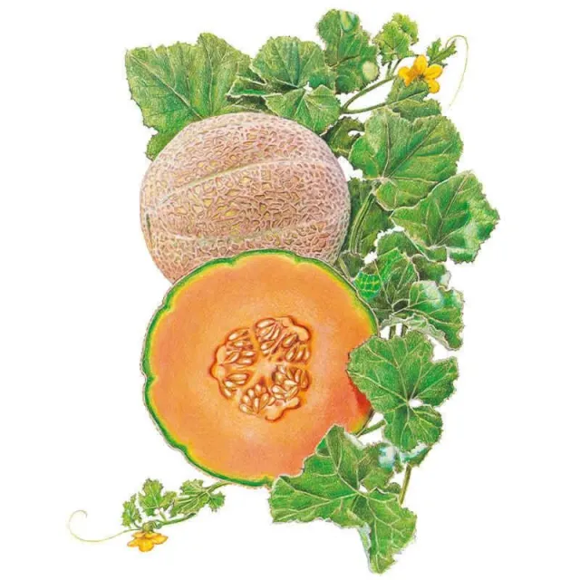 Epic Gardening Hearts of Gold Cantaloupe/Muskmelon Melon Seeds Organic