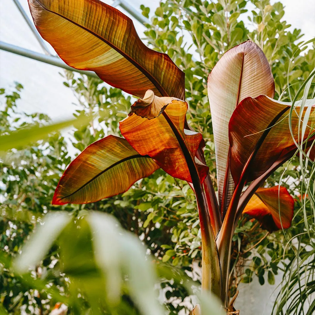 Epic Gardening Ensete Banana Live Plant Red