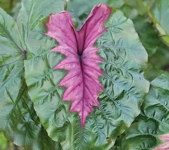 Brent & Becky's Bulbs Colocasia Cleopatra’s Kiss tropical plant