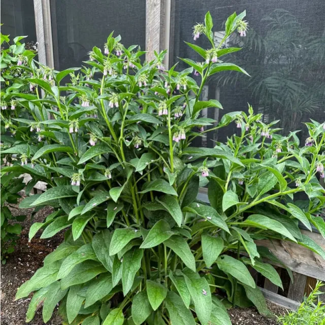 Pinetree Garden Seeds Comfrey Herb Seeds 20 Seeds Perennial