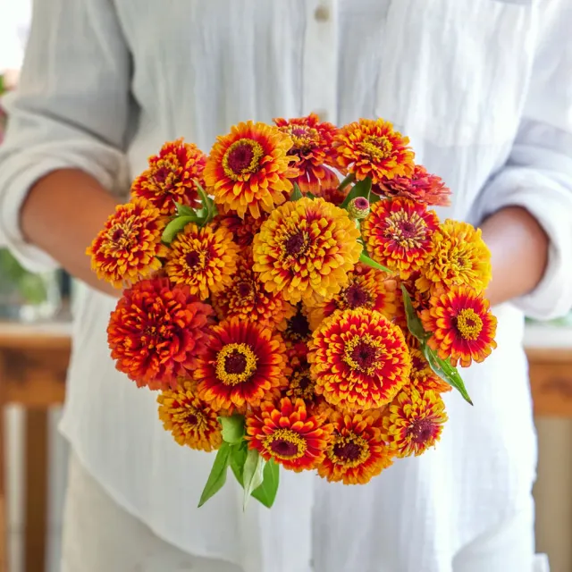 Burpee Macarenia Zinnia Seeds 35 Seeds Spicy Orange