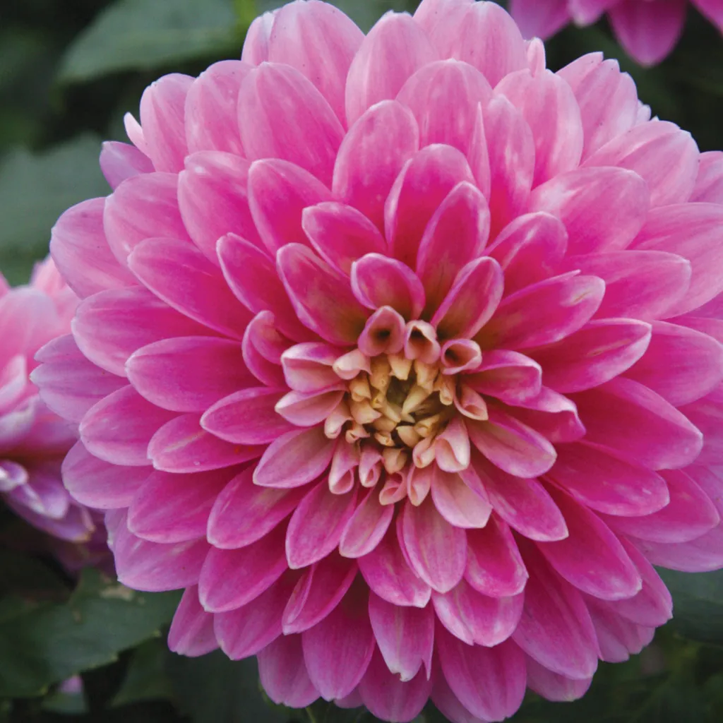 Brent & Becky's Bulbs Gallery Rembrandt Dahlia