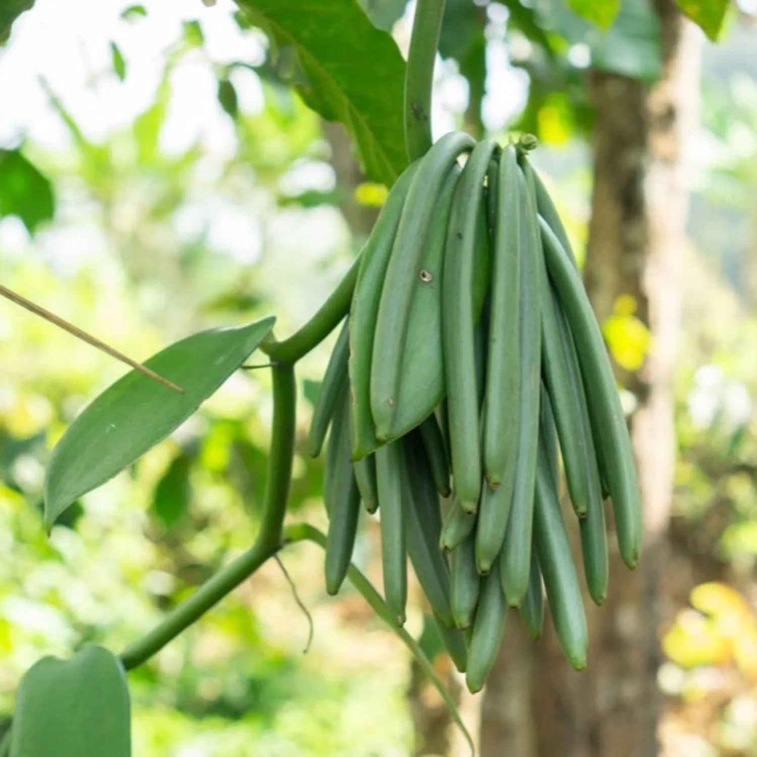 Epic Gardening Vanilla Bean Plant