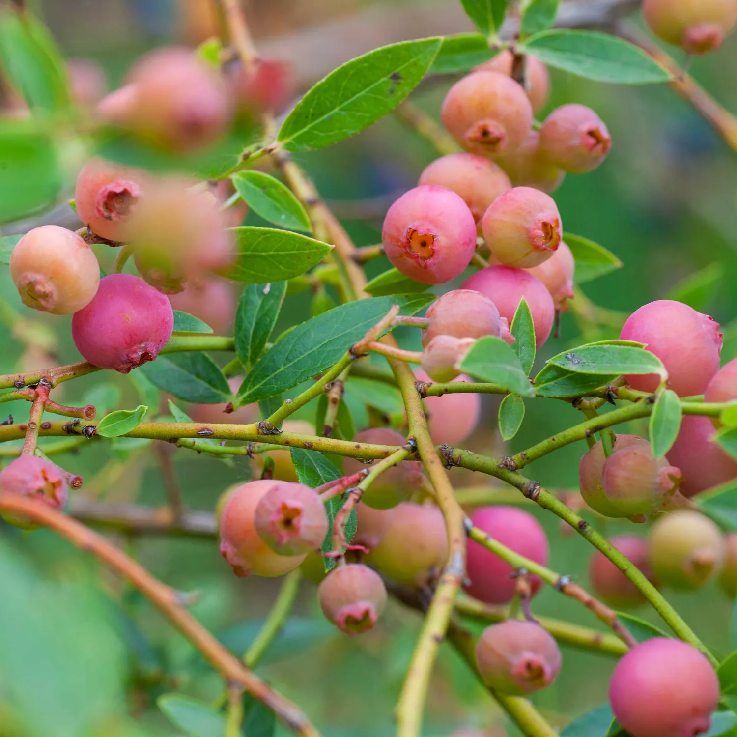 Epic Gardening Pink Lemonade Blueberry Plant Sweet