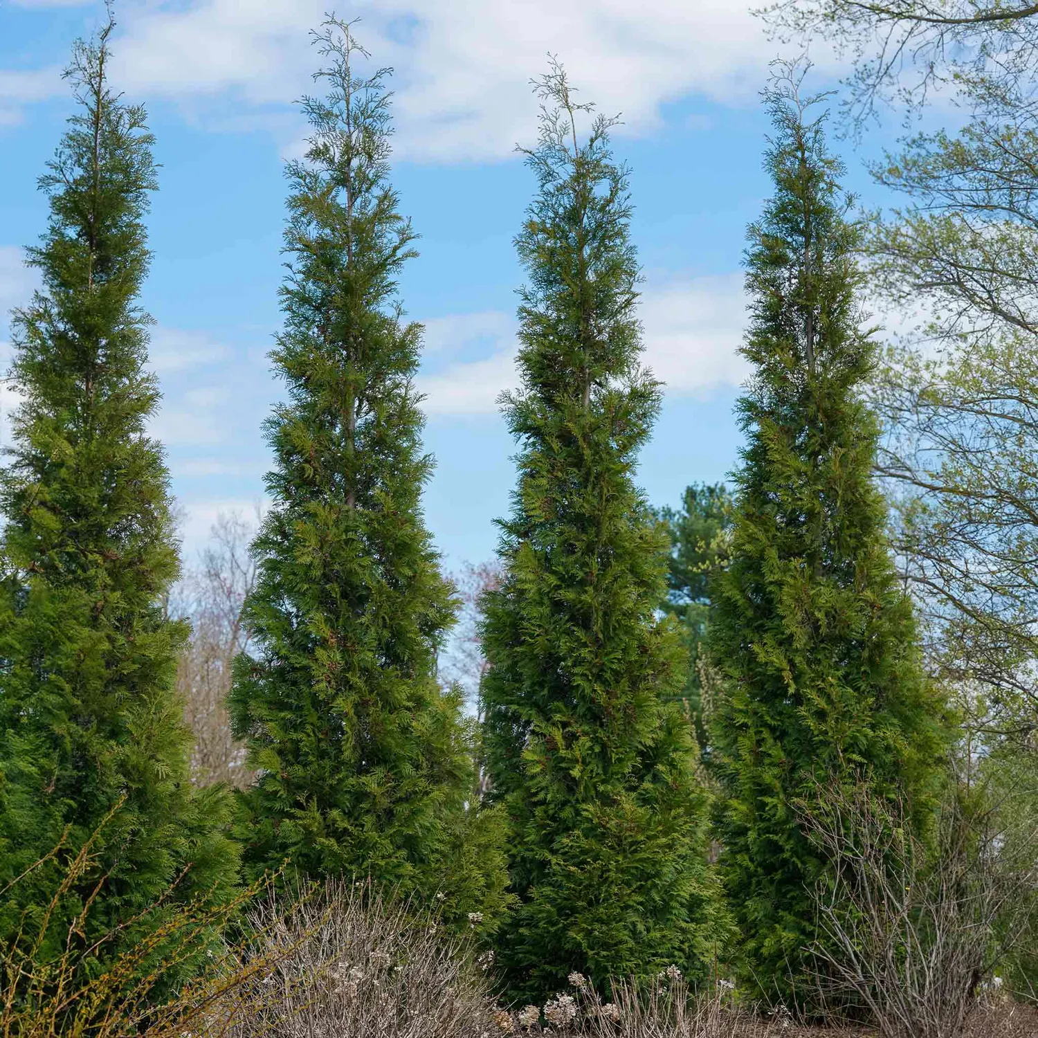 Epic Gardening American Pillar Thuja Evergreen