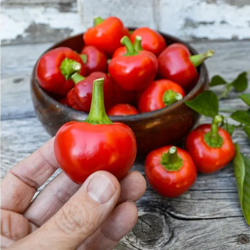 Pinetree Garden Seeds Red Hot Cherry Pepper Seeds 20 Seeds Pickling
