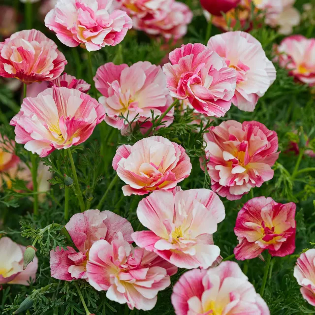 Burpee Frilly Fun Appleblossom Poppy Seeds 250-Pack