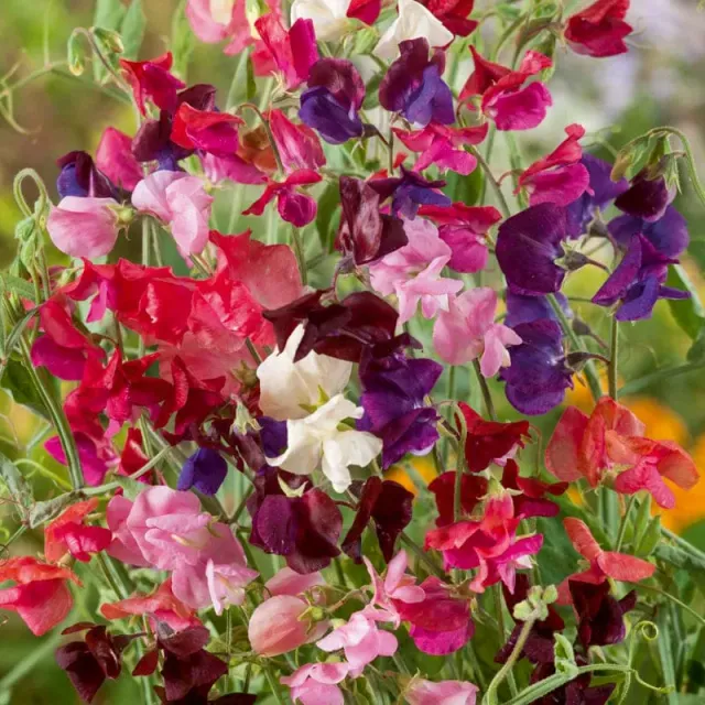 Pinetree Garden Seeds Heirloom Mix Sweet Pea Seeds 20 Seeds Annual