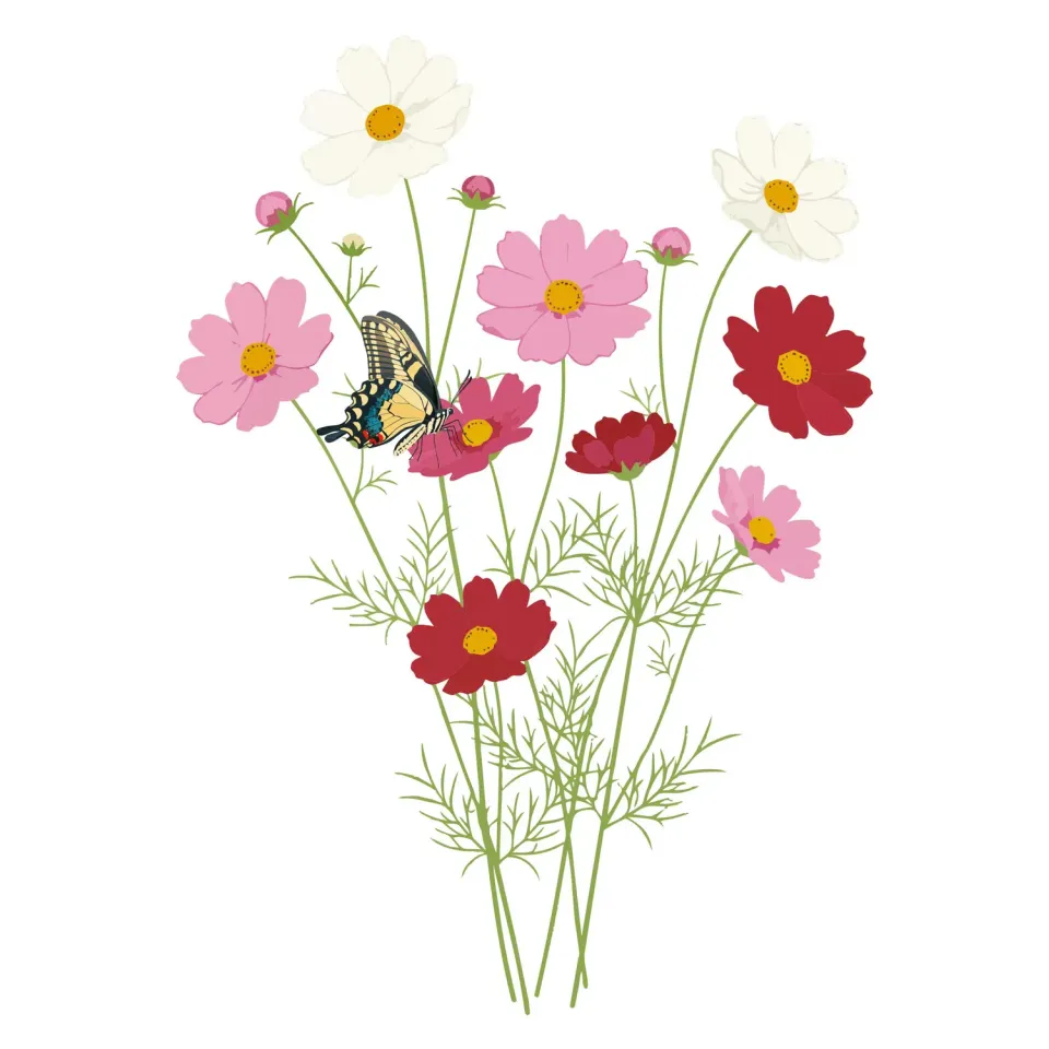 Epic Gardening Sensation Blend Cosmos Flower Seeds Tall Mix