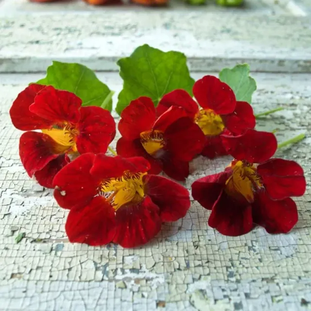 Pinetree Garden Seeds Black Velvet Nasturtium Flower Seeds 30 Seeds