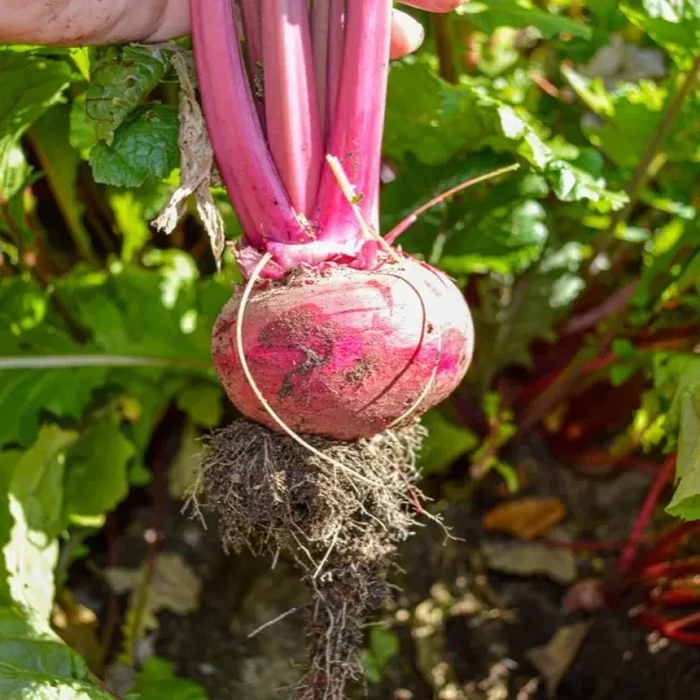 Pinetree Garden Seeds Scarlet Ohno Revival Turnip Seeds 100 Count