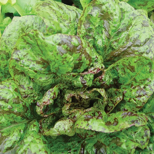 Burpee Forellenschluss Lettuce Seeds