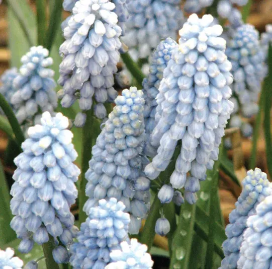 Brent & Becky's Bulbs Baby's Breath Muscari Bulbs Naturalizing