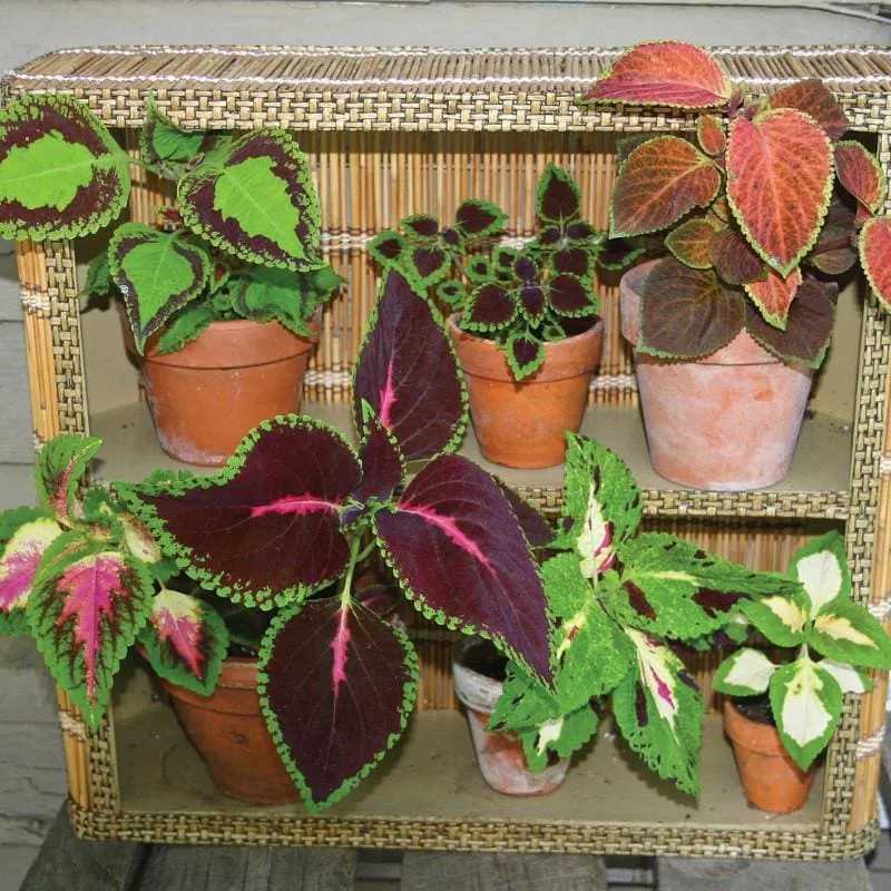 Pinetree Garden Seeds Rainbow Mix Coleus Flower Seeds 100 Seeds