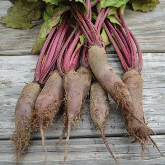 Pinetree Garden Seeds Cylindra Beet Seeds 300 Seeds Heirloom