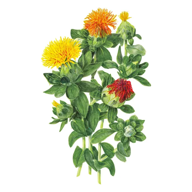 Epic Gardening QIS Zanzibar Safflower Flower Seeds Orange