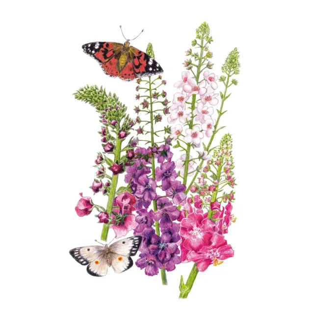 Epic Gardening Shades of Summer Verbascum Flower Seeds Pollinator