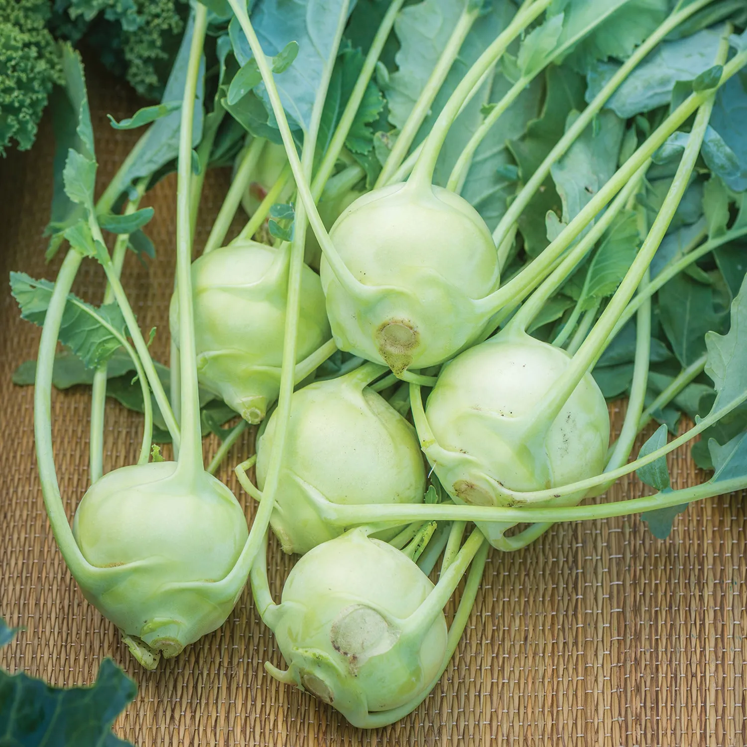 Burpee Konan Kohlrabi Seeds, Insect Resistant