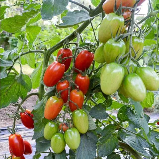 Pinetree Garden Seeds Juliet Tomato Seeds 15 F1 Hybrid Grape Indeterminate