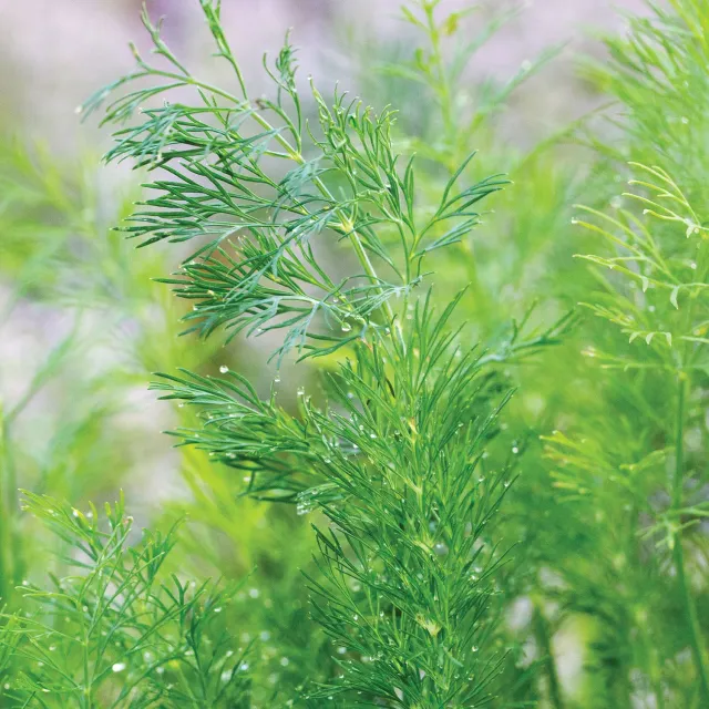 Burpee Hera Organic Dill Seeds 400 Seeds Late Bolt