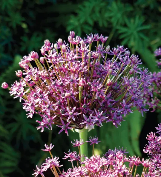 Brent & Becky's Bulbs Alliums Toabago ornamental onion bulb