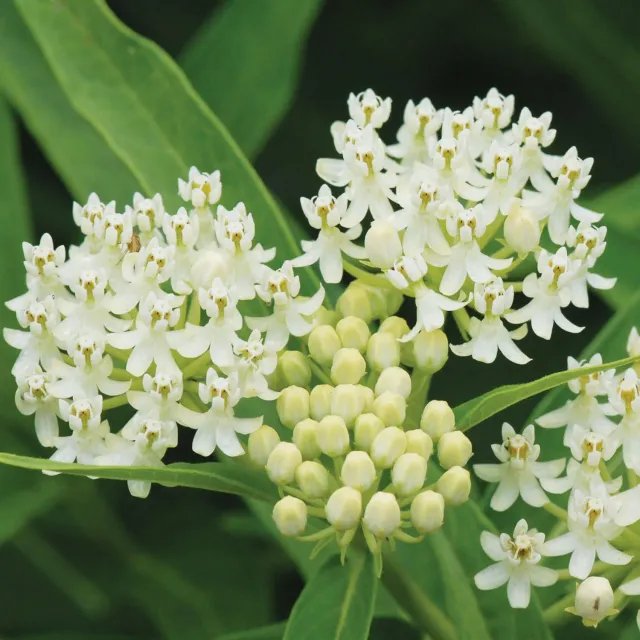 Burpee Ice Ballet Asclepias Incarnata Plant 1 Plant Fragrant White