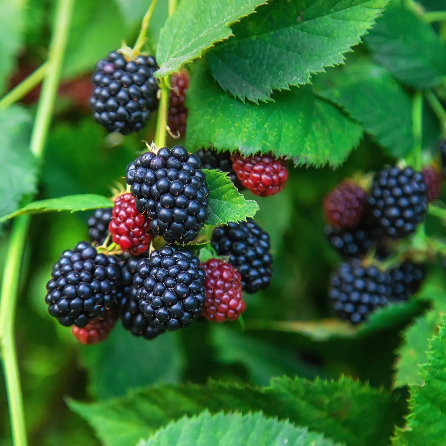 Epic Gardening Thornless Blackberry Bush