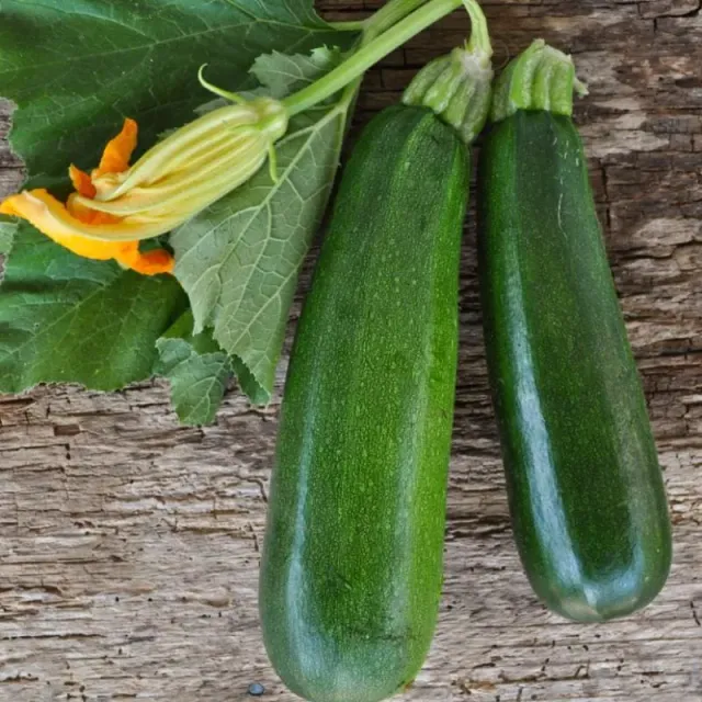 Pinetree Black Beauty Zucchini Seeds 20 Pack Heirloom