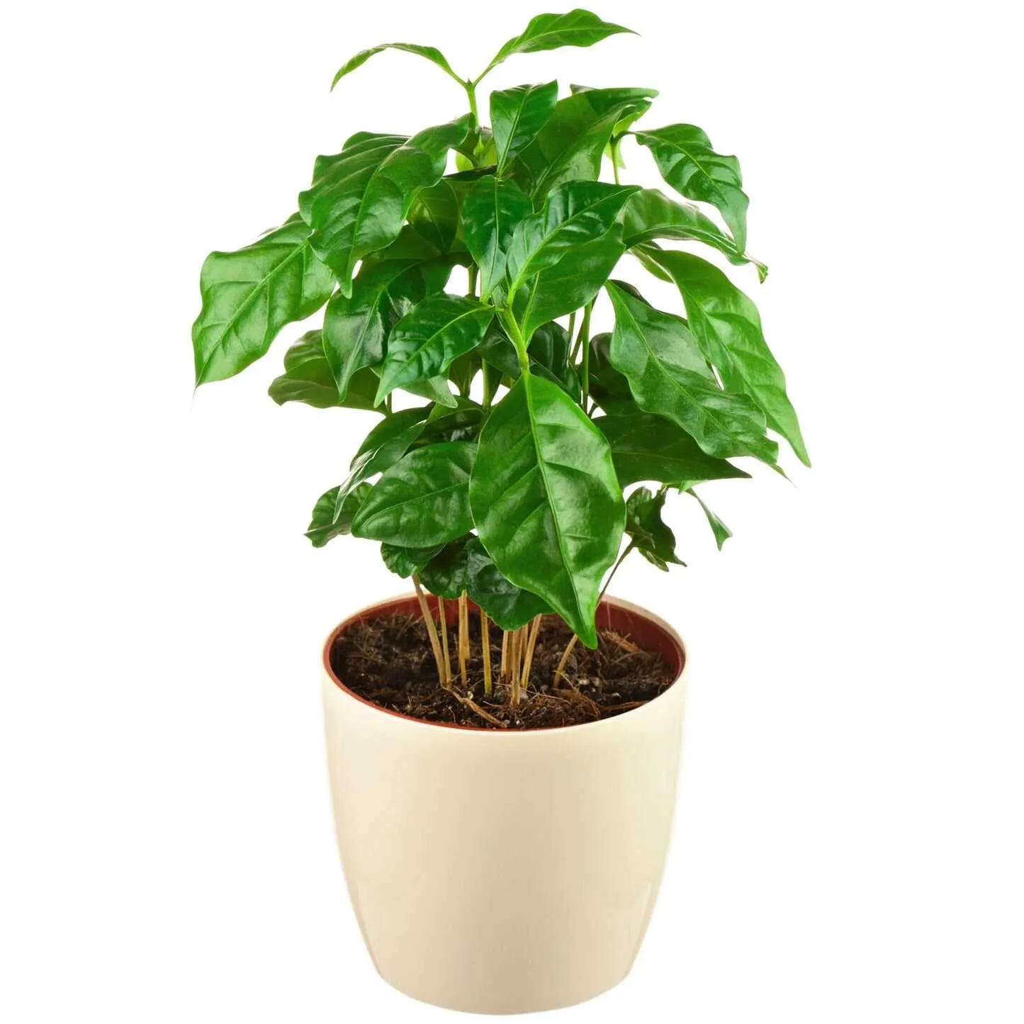 Epic Gardening Arabica Coffee Plant