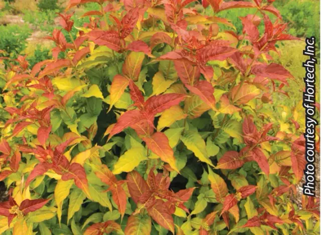 Brent & Becky's Bulbs Diervilla Mountaineer Calico Red Perennial