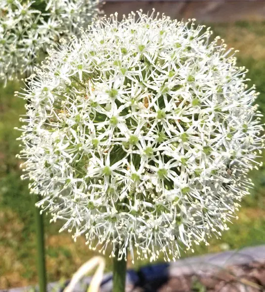 Brent & Becky's Bulbs Alliums stipitatum White Giant allium bulb