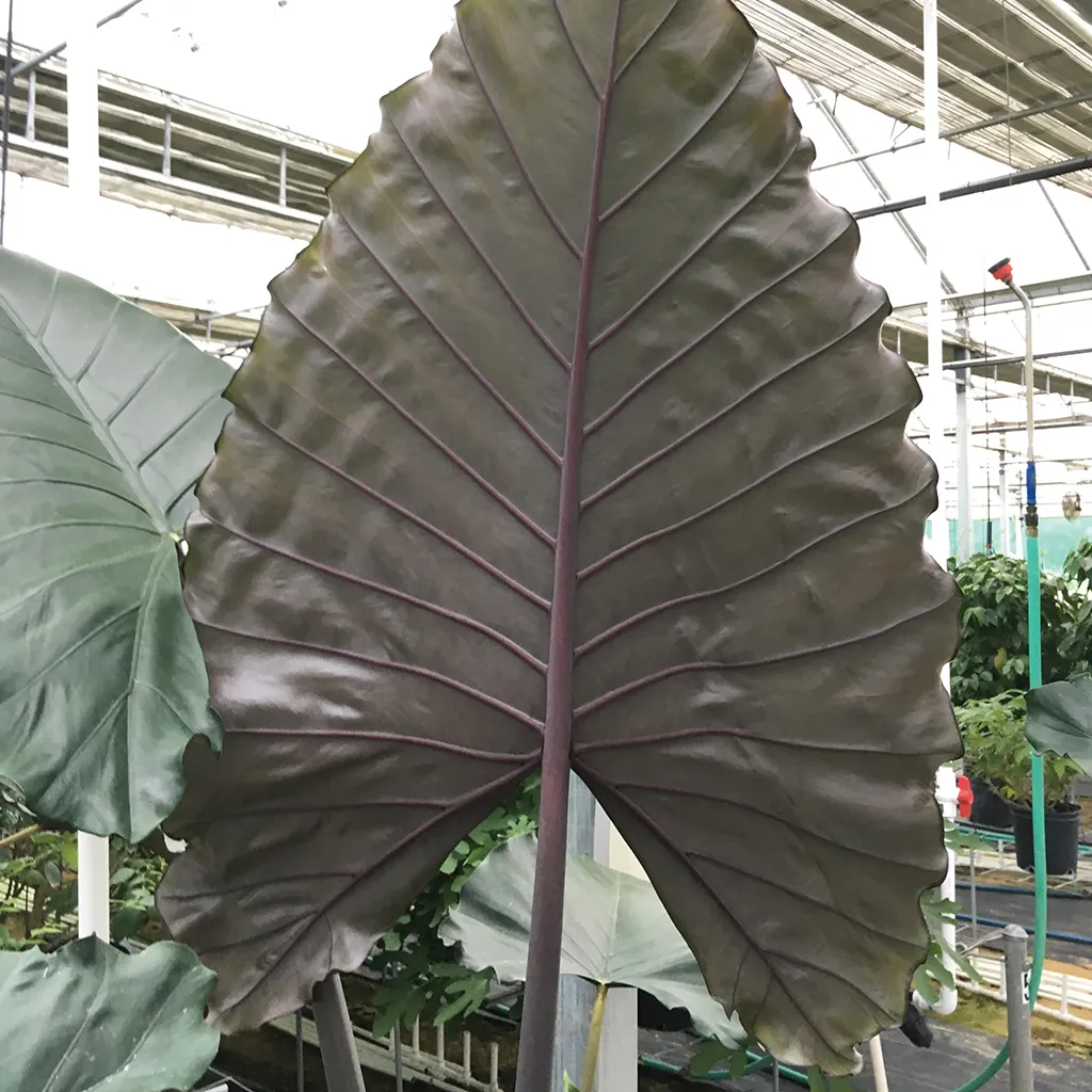 Brent & Becky's Bulbs Alocasia Sumo Tropical Plant 4 in Pot