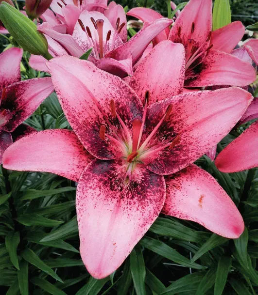 Brent & Becky's Bulbs Lilium Purple Dream Lily Purple