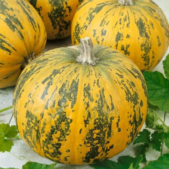 Pinetree Garden Seeds Pepitas Pumpkin Seeds 15 Seeds Hybrid