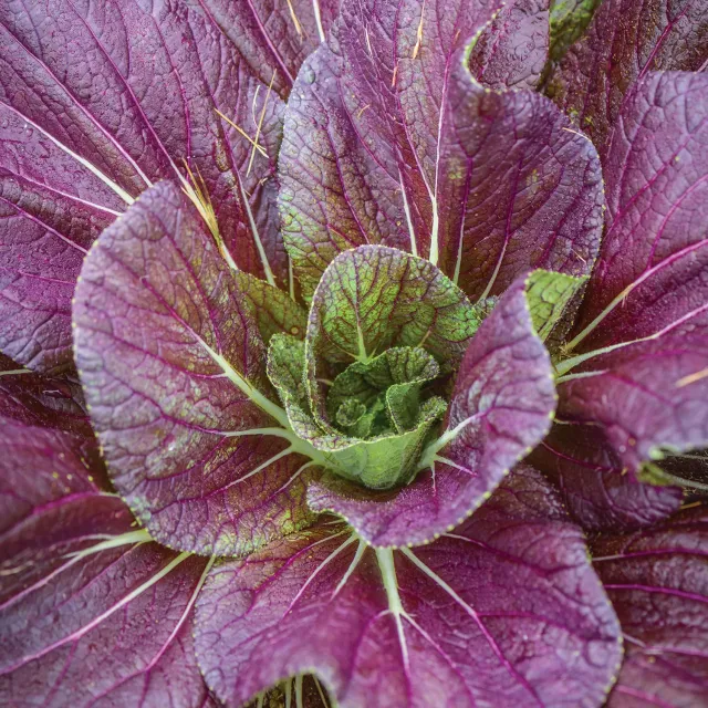 Burpee Red Dragon Napa Cabbage Seeds 200 Seeds Bicolor