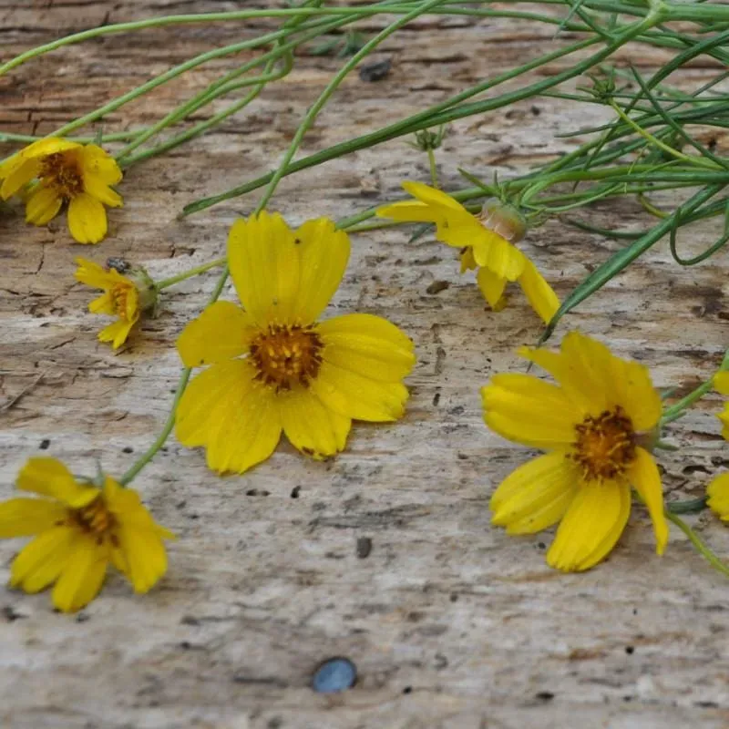 Pinetree Garden Seeds Rocky Mountain Zinnia Seeds 20 Seeds Perennial