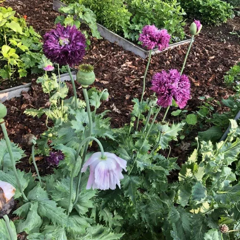 Pinetree Garden Seeds Breadseed Pinetree Mix Poppy Seeds 300 Seeds